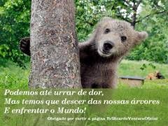 Tua mãe, aquela ursa